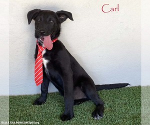 Mutt Dogs for adoption in San Diego, CA, USA