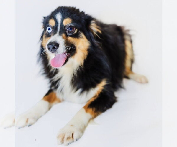 Medium Photo #1 Australian Shepherd Puppy For Sale in York, SC, USA