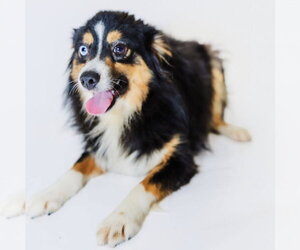 Australian Shepherd Dogs for adoption in York, SC, USA
