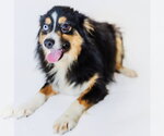 Coop - Male Australian Shepherd Dog for Adoption - Small photo