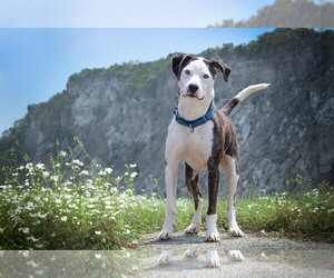 Merci - Female American Staffordshire Terrier-Unknown Mix Dog for Adoption - Photo #3