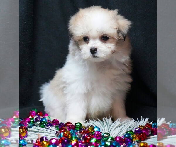 Medium Photo #1 Maltipom Puppy For Sale in ROCK VALLEY, IA, USA