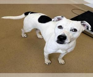 American Pit Bull Terrier Dogs for adoption in Derwood, MD, USA
