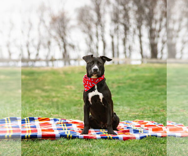 Medium Photo #2 Labrador Retriever-Unknown Mix Puppy For Sale in Unionville, PA, USA