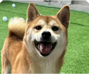 Shiba Inu Dogs for adoption in San Ramon, CA, USA