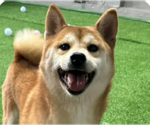 Small Shiba Inu