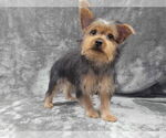 Small #4 Mutt