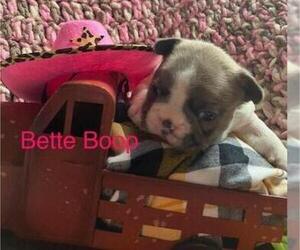 French Bulldog Puppy for sale in PRINCETON, IL, USA