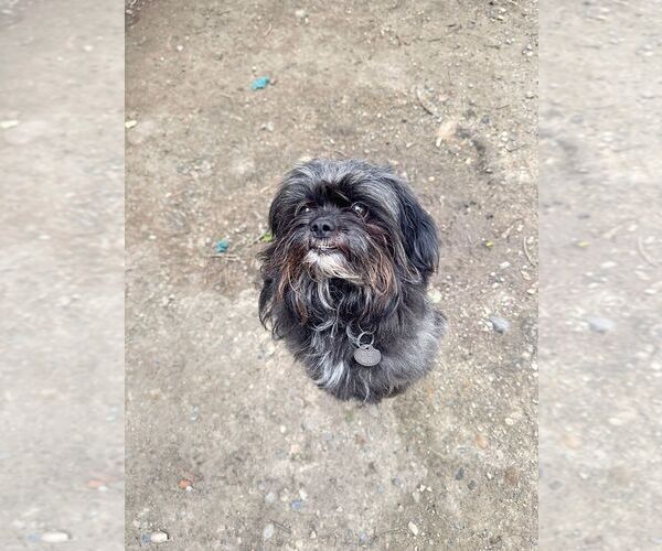 Medium Photo #4 Shih Tzu-Unknown Mix Puppy For Sale in Calgary, Alberta, Canada