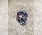 Small #3 Shih Tzu Mix