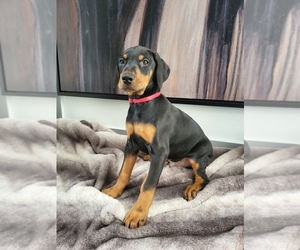 Doberman Pinscher Puppy for Sale in FRANKLIN, Indiana USA