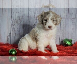 Poodle (Miniature)-Sheepadoodle Mix Puppy for sale in FREDERICKSBG, OH, USA