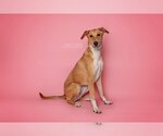 Small Photo #4 Labrador Retriever-Saluki Mix Puppy For Sale in Washington, DC, USA
