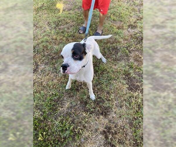 Medium Photo #1 Bull-Boxer Puppy For Sale in Palmetto, FL, USA