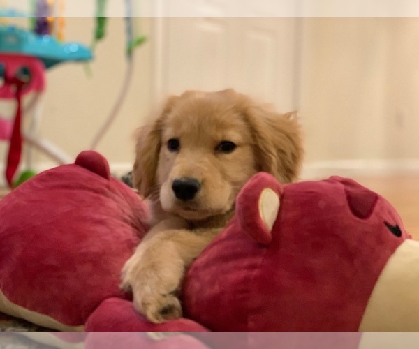 Medium Photo #18 Golden Retriever Puppy For Sale in JERSEY CITY, NJ, USA