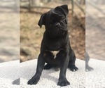Small Photo #1 Pug Puppy For Sale in NEW WINDSOR, NY, USA