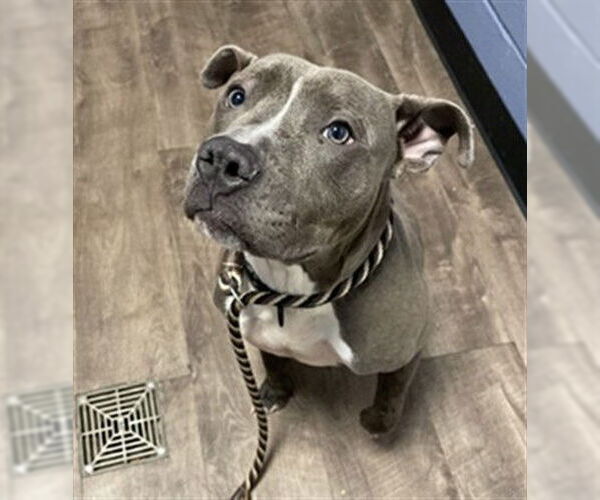 Medium Photo #1 American Pit Bull Terrier Puppy For Sale in Aurora, IL, USA