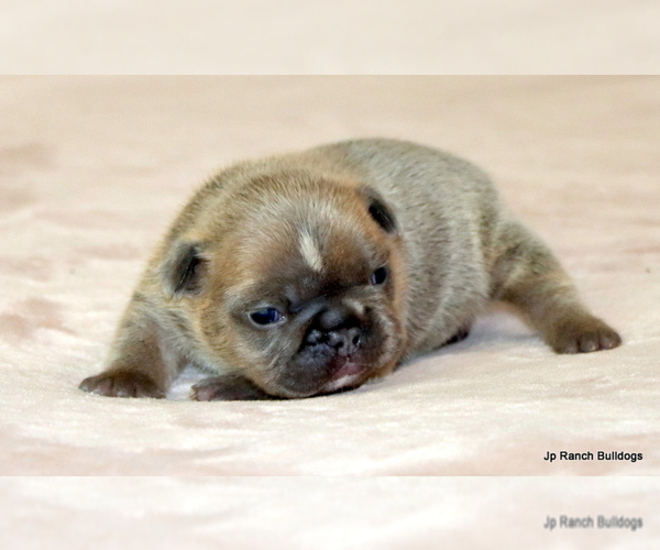 Medium Photo #20 French Bulldog Puppy For Sale in WINNSBORO, TX, USA