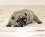 Small Photo #20 French Bulldog Puppy For Sale in WINNSBORO, TX, USA
