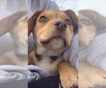 Small #4 American Pit Bull Terrier Mix