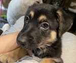 Small Photo #29 German Shepherd Dog Puppy For Sale in MERRITT IS, FL, USA