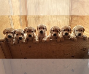 Labrador Retriever Puppy for Sale in MORRISON, Colorado USA