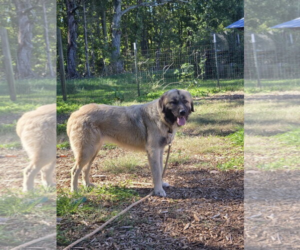 Medium Photo #3 Great Pyrenees-Unknown Mix Puppy For Sale in Rustburg, VA, USA