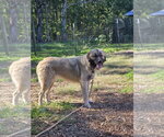 Small Photo #3 Great Pyrenees-Unknown Mix Puppy For Sale in Rustburg, VA, USA