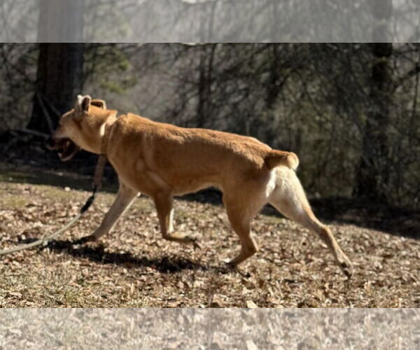 Medium Photo #2 Golden Shepherd Puppy For Sale in Attalka, AL, USA