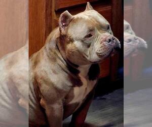Father of the American Bully puppies born on 03/13/2025