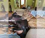 Small Photo #15 American Pit Bull Terrier-American Staffordshire Terrier Mix Puppy For Sale in Wenonah, NJ, USA