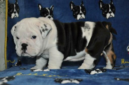 Medium Photo #1 English Bulldog Puppy For Sale in PHILA, PA, USA
