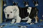 Small Photo #1 English Bulldog Puppy For Sale in PHILA, PA, USA