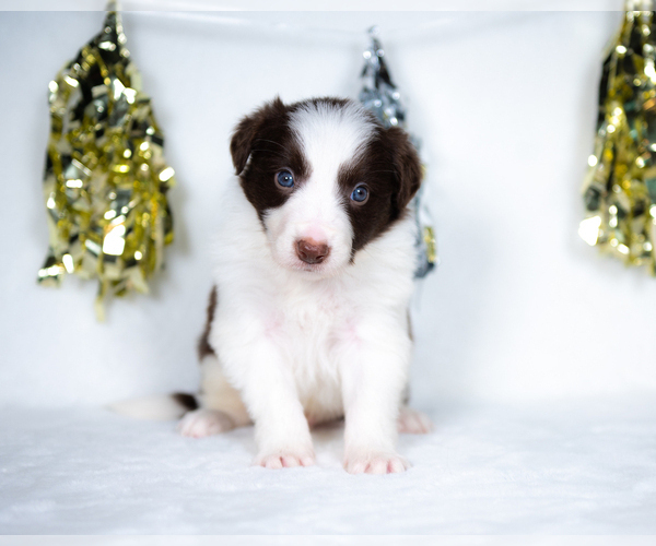 Medium Photo #3 Border Collie Puppy For Sale in CONWAY, MO, USA