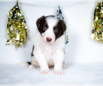 Small Photo #3 Border Collie Puppy For Sale in CONWAY, MO, USA