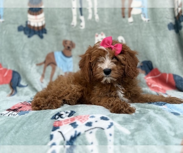 Medium Photo #6 Cavapoo (Miniature) Puppy For Sale in LAKELAND, FL, USA