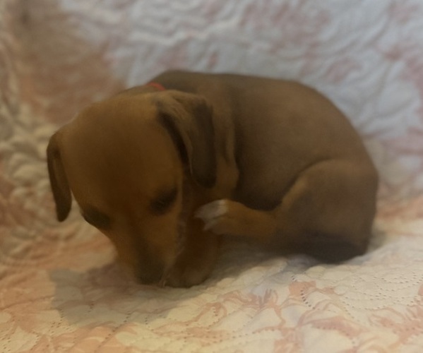 Medium Photo #2 Dachshund Puppy For Sale in WILEY, CO, USA