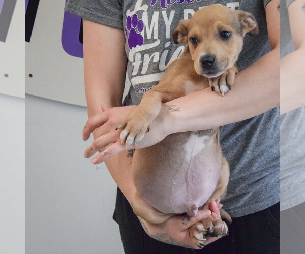 Medium Photo #4 Jack Russell Terrier-Unknown Mix Puppy For Sale in Huntley, IL, USA