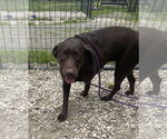 Small #8 Labrador Retriever
