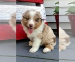 Small Photo #8 Australian Shepherd Puppy For Sale in ROBERTS, IL, USA