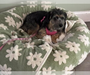Mutt Dogs for adoption in Aurora, IN, USA