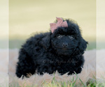 Small Photo #98 Goldendoodle (Miniature) Puppy For Sale in WARSAW, IN, USA
