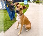 Small #3 German Shepherd Dog Mix