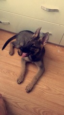 German Shepherd Dog Puppy for sale in DES PLAINES, IL, USA