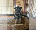 Puppy Orange Collar German Shepherd Dog