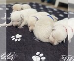 Image preview for Ad Listing. Nickname: Litter of 5