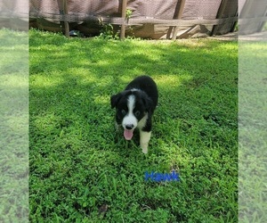 Miniature Australian Shepherd Puppy for sale in HARDY, AR, USA