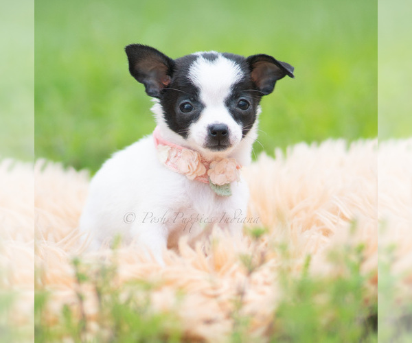 Medium Photo #4 Chihuahua Puppy For Sale in WARSAW, IN, USA