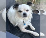 Small #2 Chihuahua