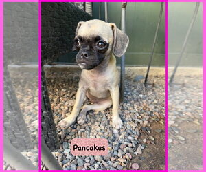 Waffles, Pancakes and Biscuit - Female Puggle Dog for Adoption - Photo #4